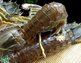 虾爬子是寒性的吗？虾爬子是热性的还是寒性的？