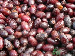 椰枣好吃吗？椰枣和红枣的区别