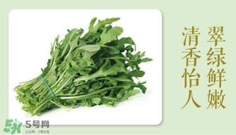 芝麻菜的营养价值_芝麻菜的功效与作用及食用方法