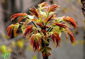 香椿和苦瓜能一起吃吗？香椿和苦瓜一起吃好吗？