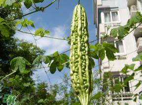 香椿和苦瓜能一起吃吗？香椿和苦瓜一起吃好吗？