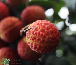 荔枝一天吃多少合适？荔枝一天最多吃几个？