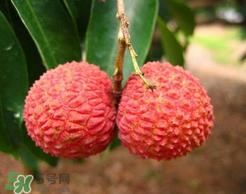 荔枝一天吃多少合适？荔枝一天最多吃几个？
