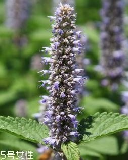 藿香和头孢能一起吃吗？藿香和头孢能一起吃吗？