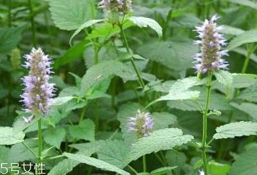 藿香和头孢能一起吃吗？藿香和头孢能一起吃吗？