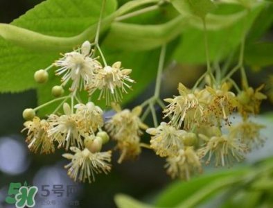 ​椴树蜜有什么气味？椴树蜜结晶看到糖怎么回事