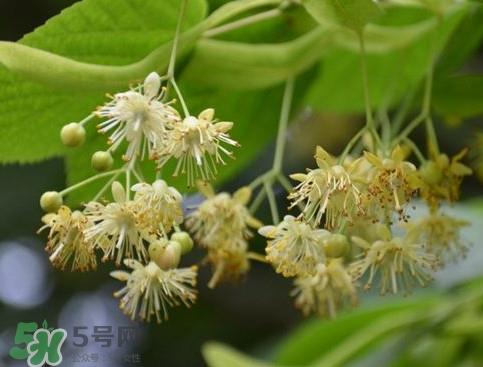 椴树蜜有什么气味？椴树蜜结晶看到糖怎么回事