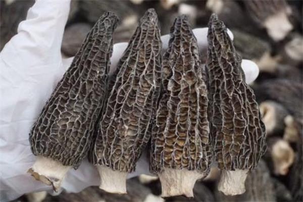 羊肚菌每天吃多少合适 羊肚菌吃了会中毒吗