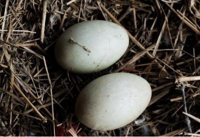 ​腌鹅蛋臭了还能吃吗 臭鹅蛋对身体有害吗