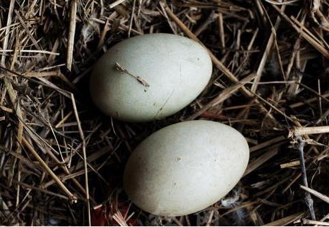 腌鹅蛋臭了还能吃吗 臭鹅蛋对身体有害吗