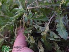 菱角菜是什么菜?菱角菜是什么样子?