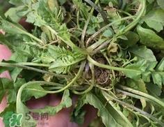 菱角菜是什么菜?菱角菜是什么样子?