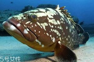 老鼠斑和老虎斑哪个贵 石斑鱼和老虎斑怎么区分