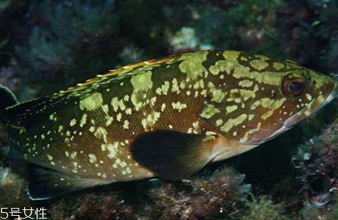老鼠斑和老虎斑哪个贵 石斑鱼和老虎斑怎么区分