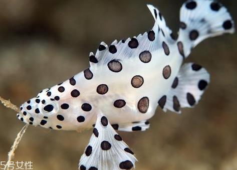 老鼠斑和老虎斑哪个贵 石斑鱼和老虎斑怎么区分