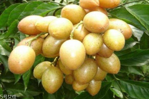 吃黄皮有什么注意的吗 什么人群不能吃黄皮呢