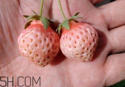 桃熏草莓多少钱一斤 桃熏草莓是转基因吗