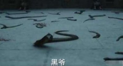 ​沙海黑毛蛇有什么用