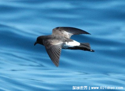 ​海燕象征什么精神品质，无畏的战斗精神(来自高尔基的散文海燕)