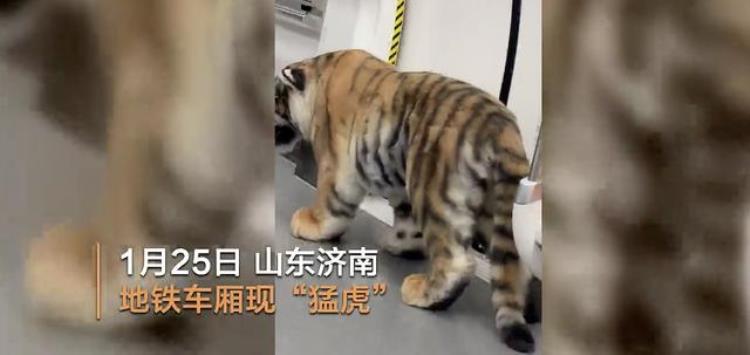 济南地铁内惊现老虎网友太逼真官方回应来了