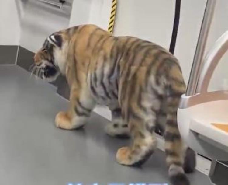 济南地铁内惊现老虎网友太逼真官方回应来了