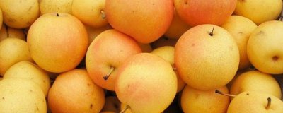 ​南果梨的禁忌