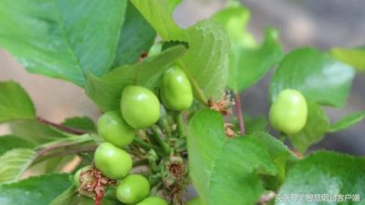 ​烟台大樱桃长出青果了！最早4月初成熟上市