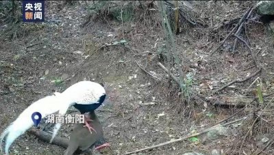 ​湖南衡阳拍到2018年以来最大白鹇种群