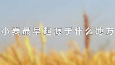 小麦最早起源于什么地方