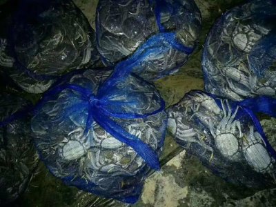 「双节临近 盘锦河蟹涨价啦」每斤涨了5块钱 你家河蟹多少钱买的