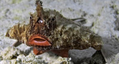 潜水员在加勒比群岛拍到不会游泳的鱼 French Key Cut频道播出这种稀有的短吻