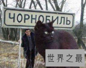 乌克兰世界第一巨猫,现已接近800榜