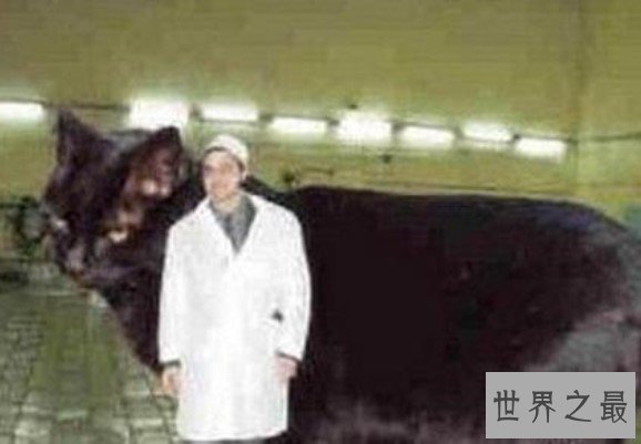 乌克兰世界第一巨猫,现已接近800榜