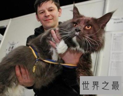 乌克兰世界第一巨猫,现已接近800榜