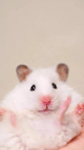 ​艺术！来电铃声壁纸中的艺术品，美化你的通话界面!