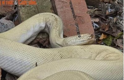 越南街头惊现白蛇,民众称从来没看到过这么大的白蛇