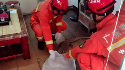 ​“平原巨蜥”现身商铺内，中山消防帮忙抓捕