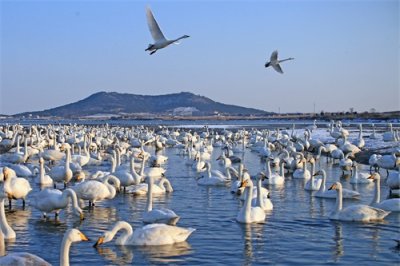 山东荣成:天鹅湖雪后初霁