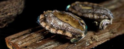 鲍螺和海螺有什么不同 鲍鱼和鲍贝有什么区别