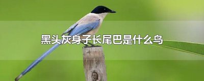 黑头灰身子长尾巴是什么鸟