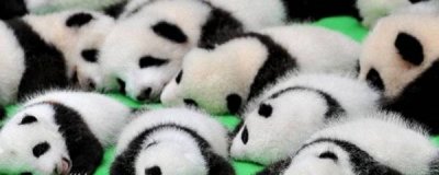 ​野生大熊猫分布在哪些地区