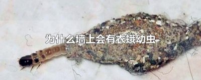 为什么墙上会有衣蛾幼虫