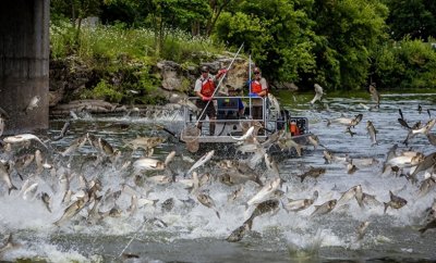 猛过亚洲鲤鱼,大过人类手臂的亚洲虎虾,让美国人直呼无计可施!