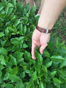 安溪什么茶叶好(福建安溪绿茶六大名茶简介)