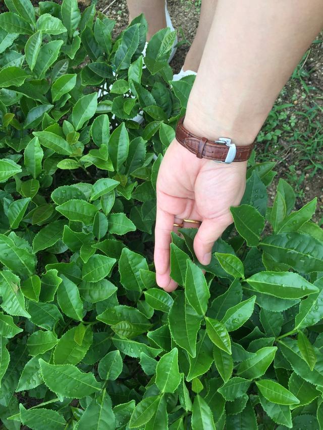 安溪什么茶叶好(福建安溪绿茶六大名茶简介)(1)