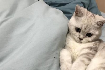 ​银渐层色系表