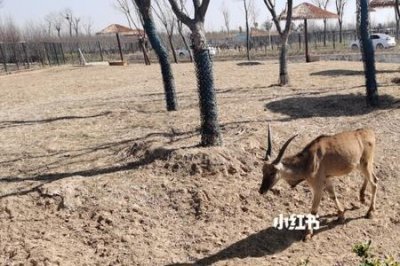 ​周口市野生动物园门票收费标准