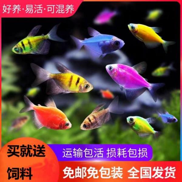 天使鱼会装死吗