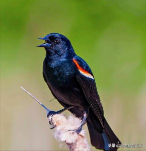 ​动物世界5种黑色的鸟类