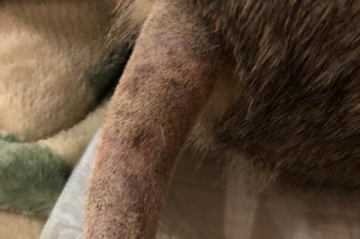 ​猫油的正确使用方法